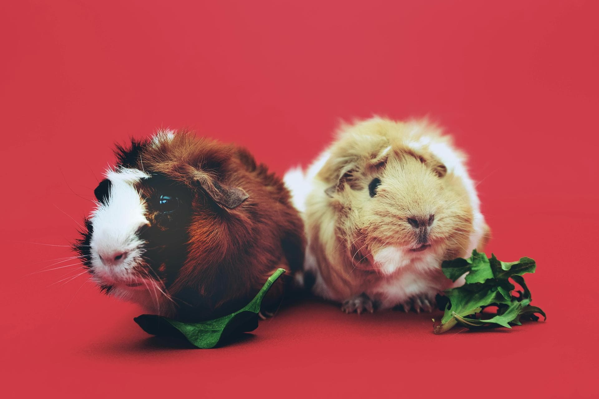 Emergency vets in Cinderford
